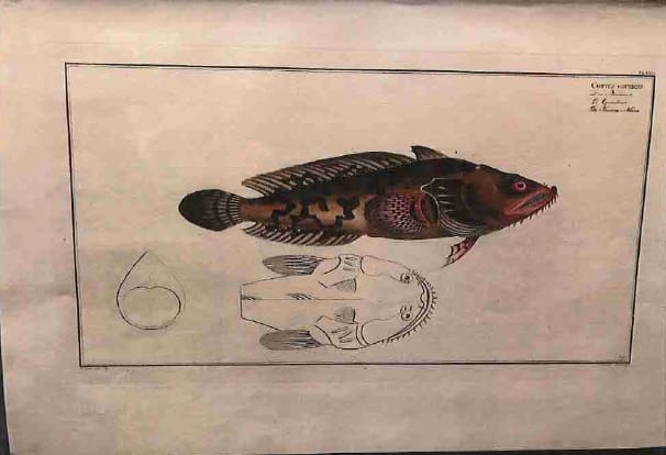 Cottus Gruniens, The Knorre-Haen 