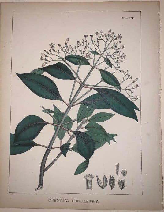 Cinchona Condaminea by Joseph Carson 