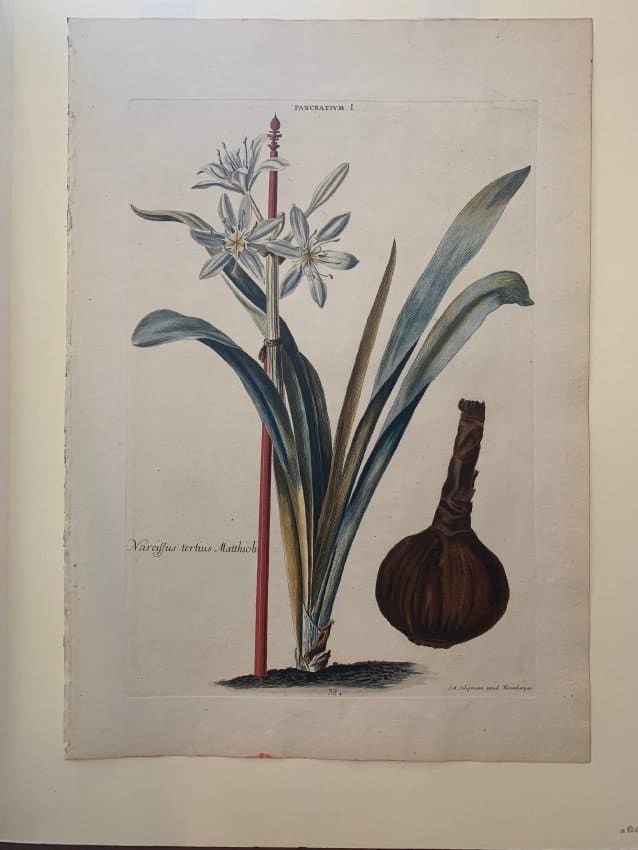 Narcissus Tertius Matthioli by Jacques Seligman 