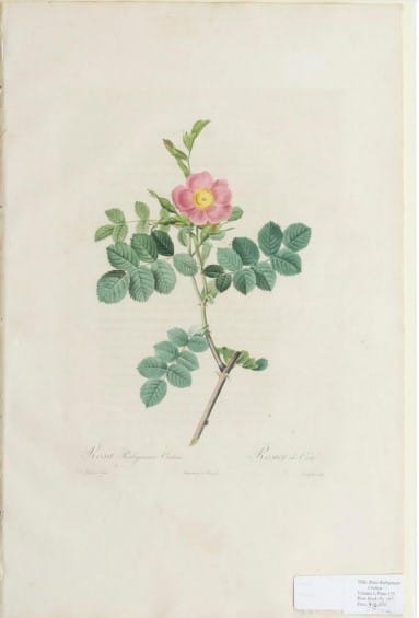 Rosa Rubiginous Cretica, Plate 125Rosa Rubiginous Cretica, Plate 125Rosa Rubiginous Cretica, Pl... by Pierre-Joseph Redoute 