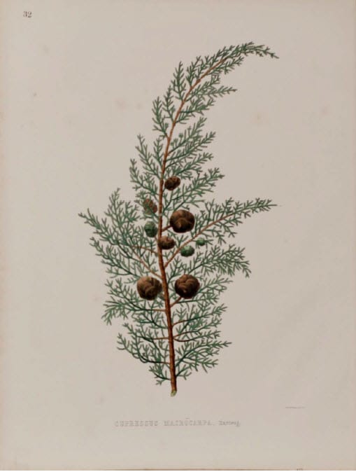 Cupressus Macrocarpa by WH McFarlane 