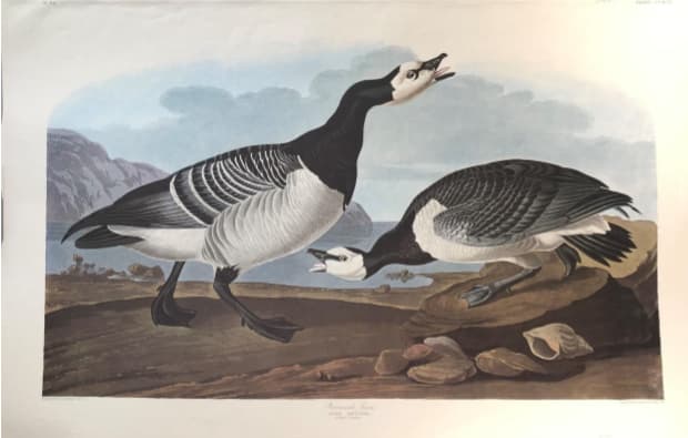 Barnacle Goose 