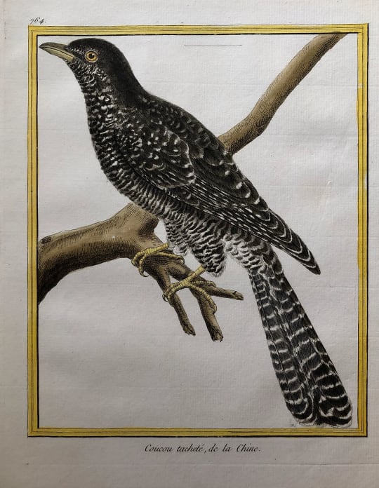 Coucou Tachete de la Chine by Francois-Nicolas Martinet 