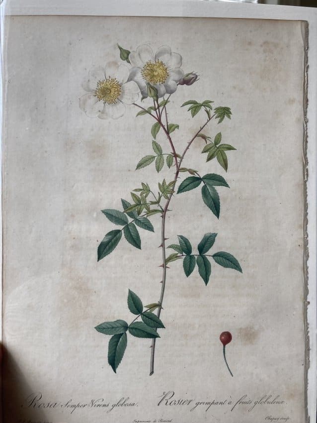 Rosa Semper-Virens globosa by Pierre-Joseph Redouté 