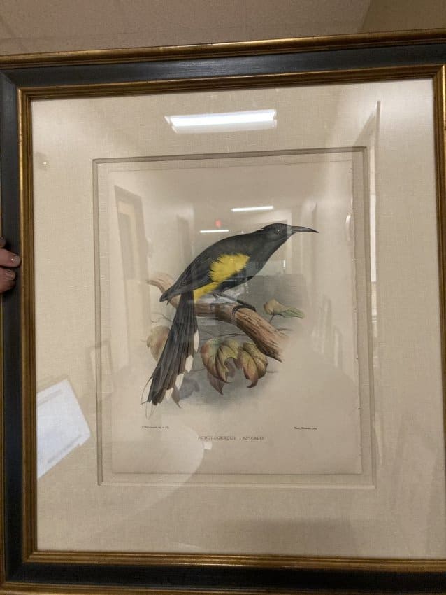Acrulocercus Apicalis 