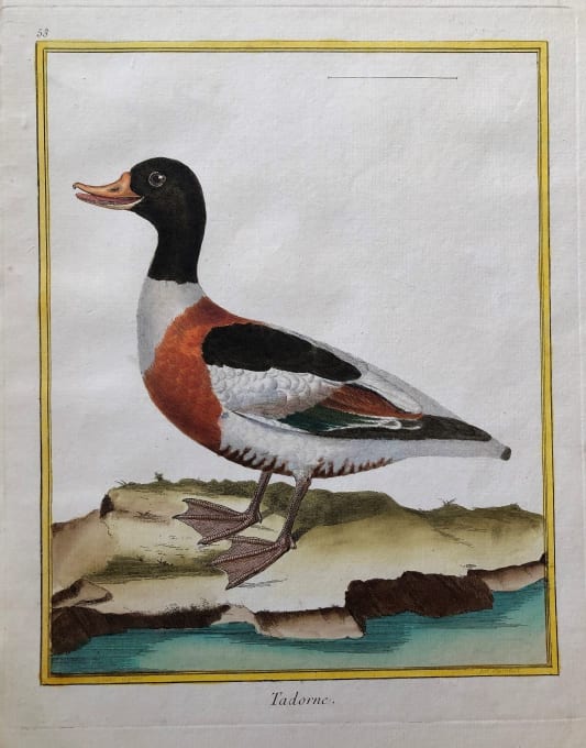 Tadorne by Francois-Nicolas Martinet 