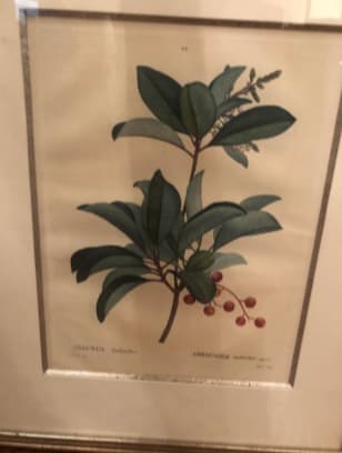 Arbutus Andrachne/Arbousier Androchne by Pierre-Joesph Redoute 