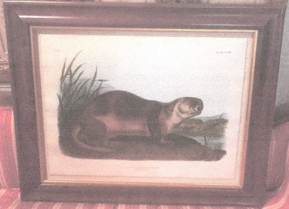 Canada Otter, Male 