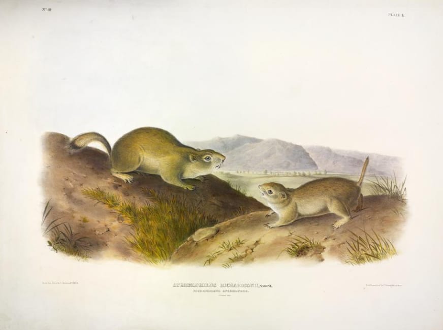 Spermophilus richardsonii, Sabine. Richardson's Spermophile. (v. 1, no. 10, plate 50) 