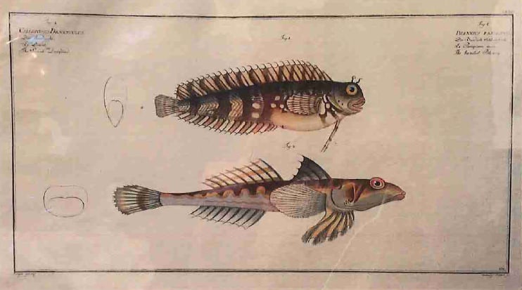 Blennis Fasciatus Fig. 1. (1) Callionymus Dracunculus Fig. 2. (2), The Blanded Benny (1) The Sorc... 