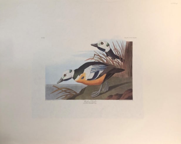 Western Duck 