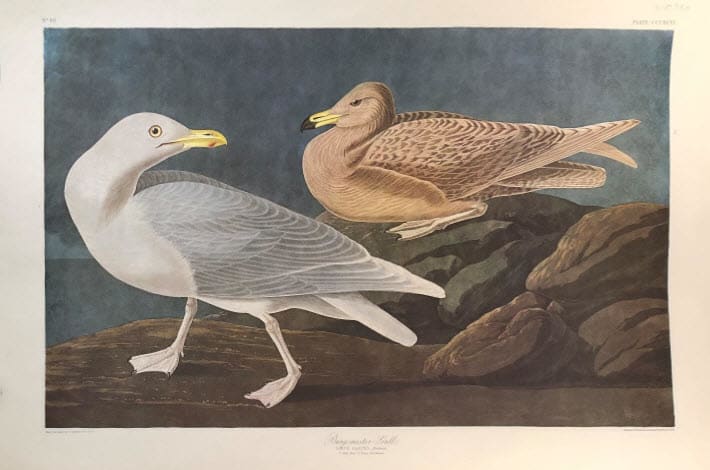 Burgmaster Gull 