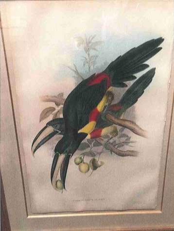 Pteroglossus Arcari or Cayenne Acari by John Gould, Image 1.