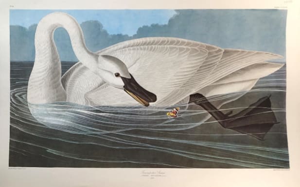 Trumpeter Swan 
