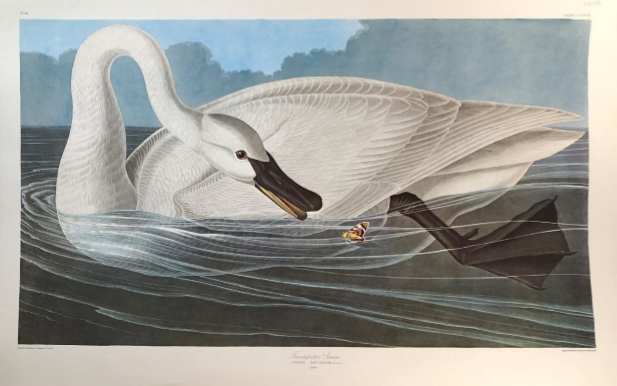 Trumpeter Swan, Image 1.