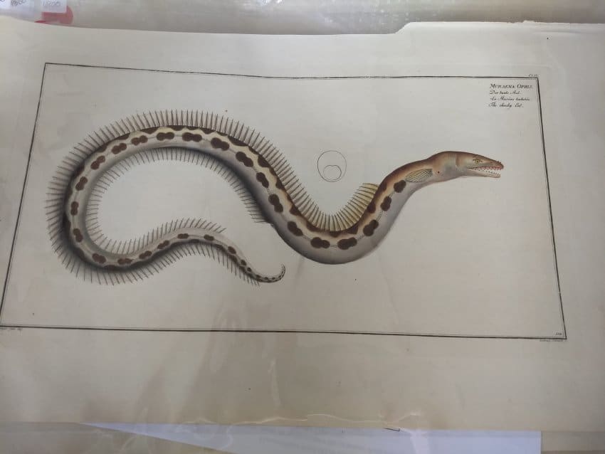Muraena Ophis (The checky Eel), Plate 154 