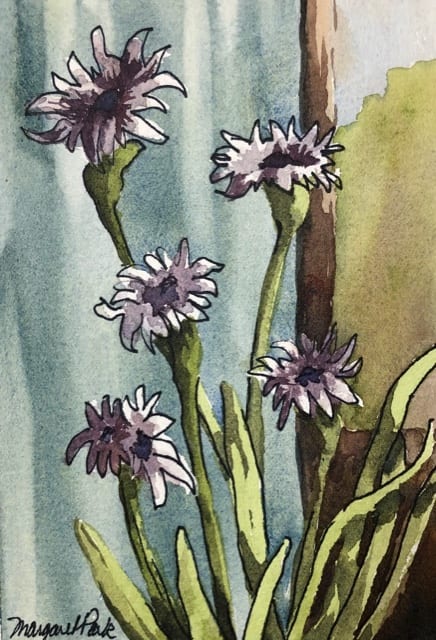 Asters in the Window by Margaret Park 