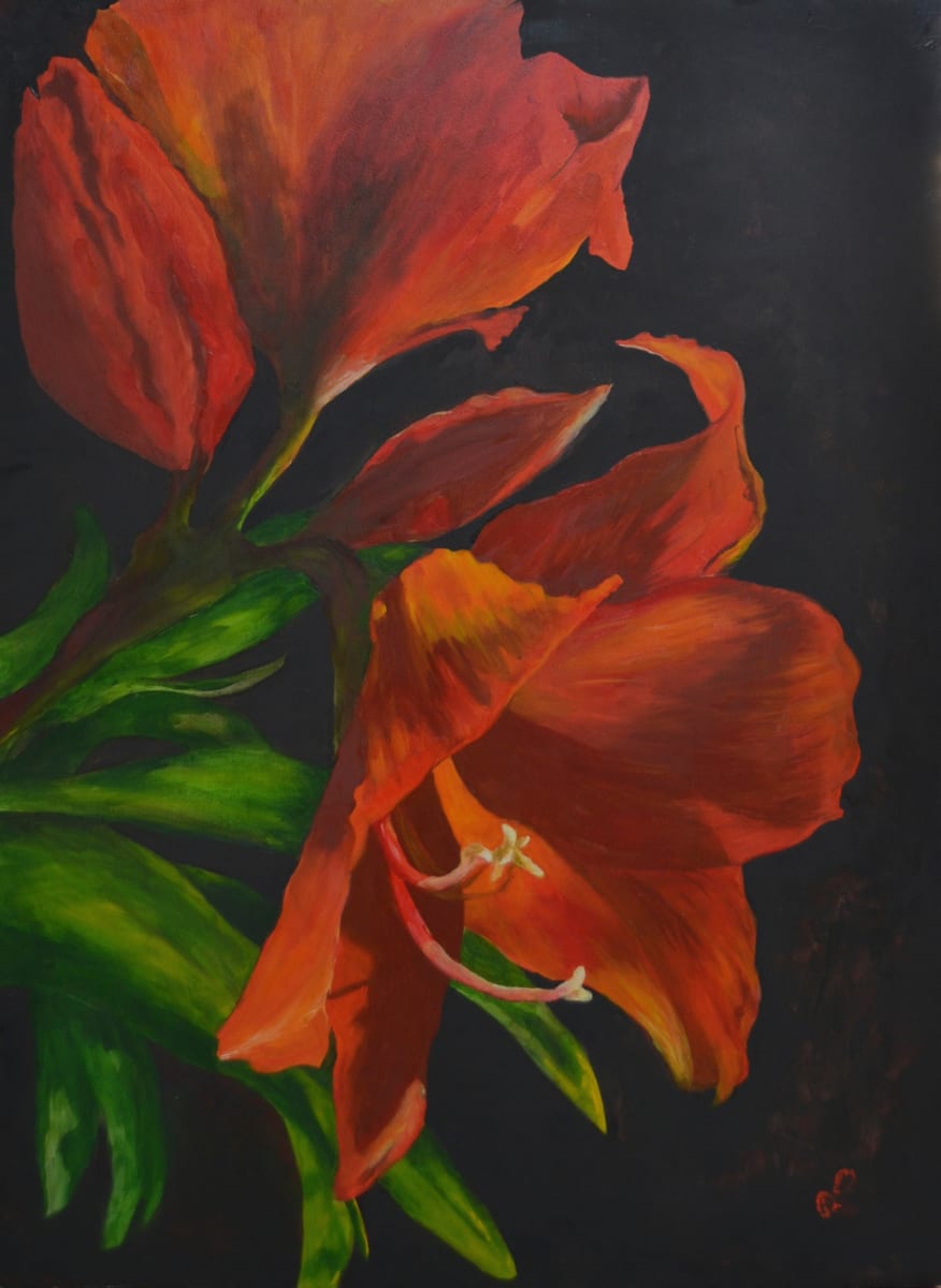 Amaryllis, The by Margaret Park 