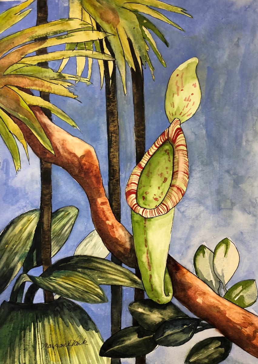 Pitcher Plant by Margaret Park, Image 1.
