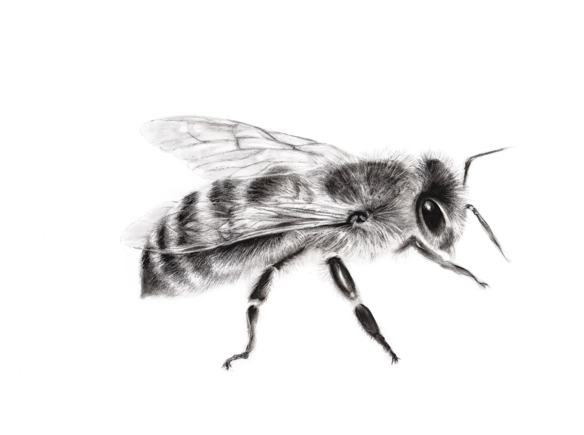 BEE by Sarah Jaynes  Image: BEE
Sarah Jaynes
Charcoal on  paper
22x30 inches