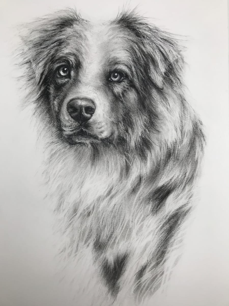 AUSTRALIAN SHEEPDOG COMMISSION by Sarah Jaynes  Image: SHEEPDOG
Sarah Jaynes
2021
Charcoal
16x20 in
