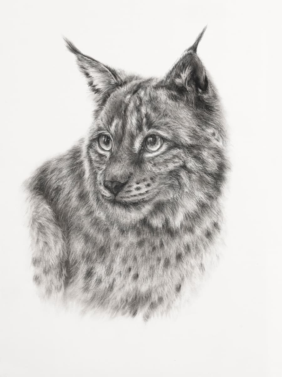 LYNX 2021 by Sarah Jaynes  Image: LYNX 
Sarah Jaynes
2021
Charcoal
22x30 in