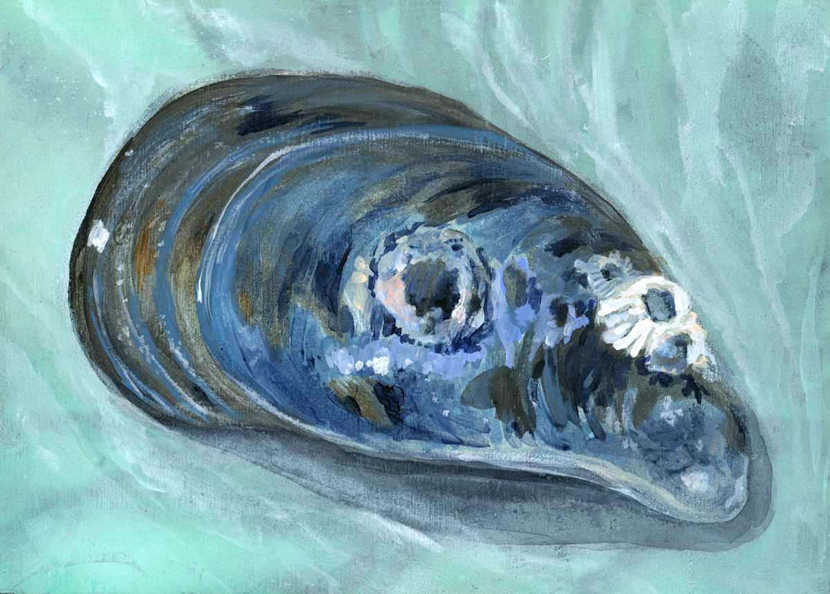 MUSSEL by Sarah Jaynes, Image 3.