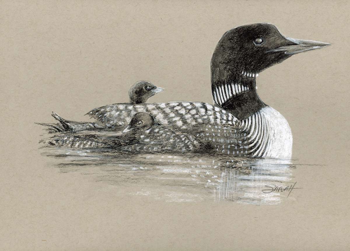 Loon and Chick by Sarah Jaynes  Image: Loon and Chick
Charcoal and Chalk on Toned paper
5x7
Sarah Jaynes
2022