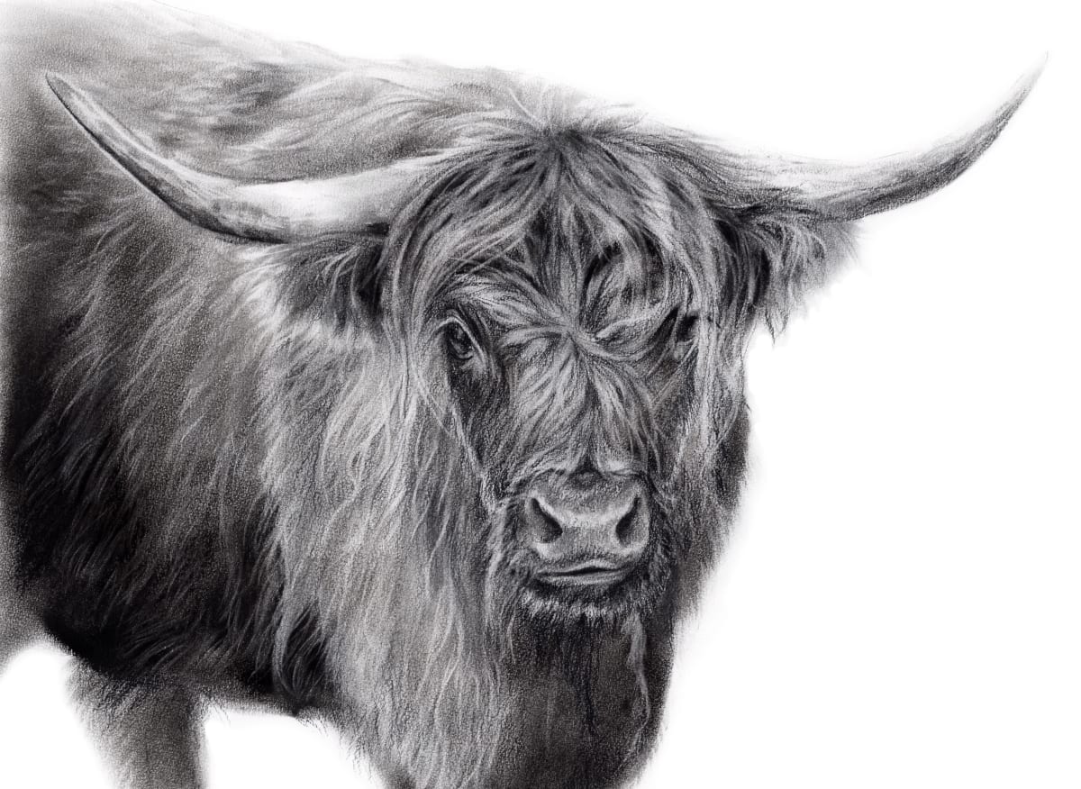VERMONT HIGHLAND COW by Sarah Jaynes  Image: VERMONT HIGHLAND COW 
Sarah Jaynes
Charcoal on 140lb canson paper
16x20 inches
2023