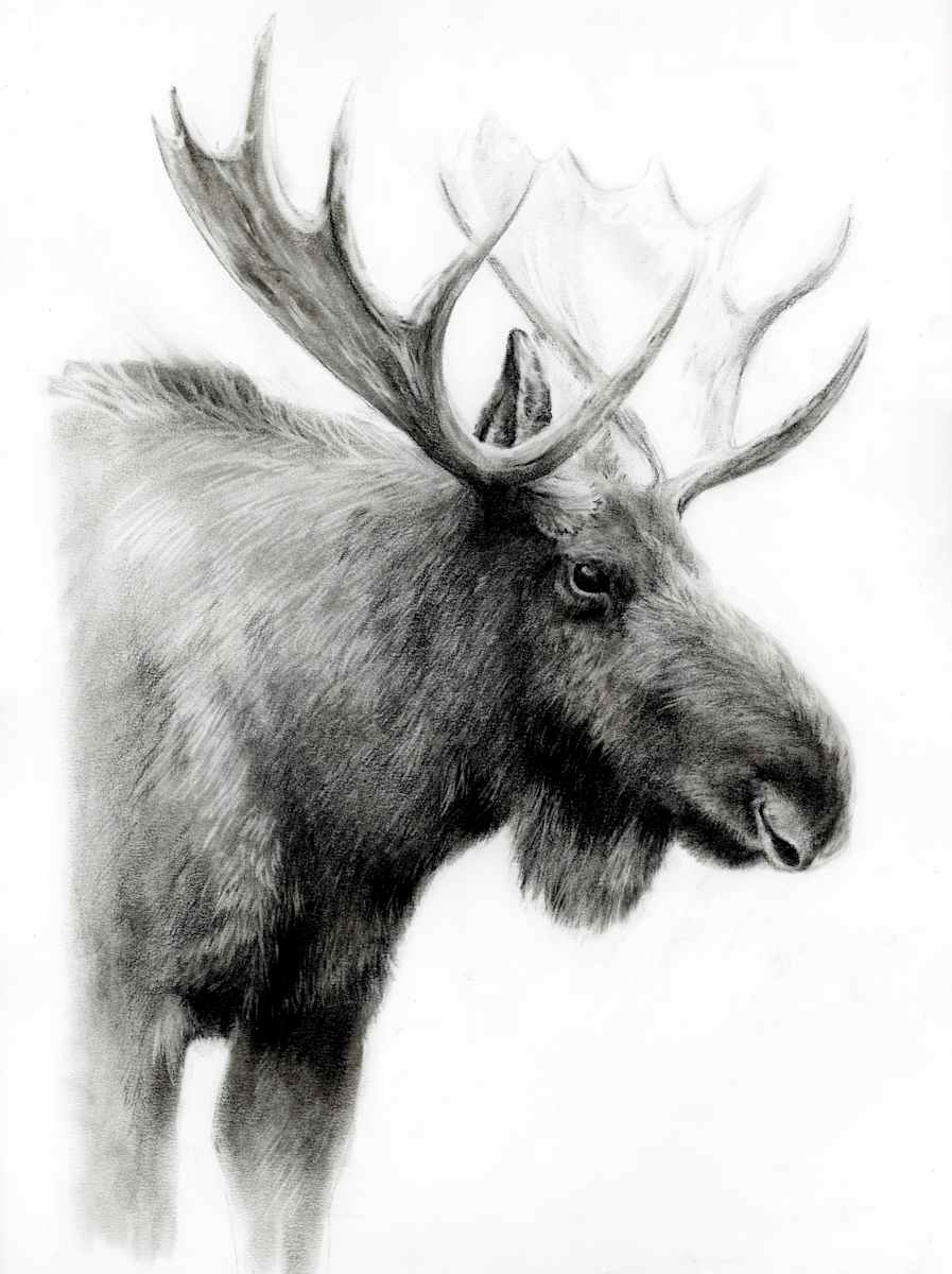 SCHOOL MOOSE by Sarah Jaynes  Image: SCHOOL MOOSE
Sarah Jaynes
16x20 inches
Charcoal on paper
2024