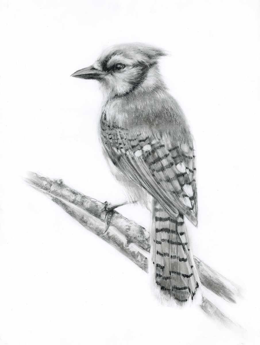 SCHOOL BLUEJAY by Sarah Jaynes  Image: SCHOOL BLUEJAY
Sarah Jaynes
16x20 on 18x24 paper
Charcoal on paper
2024