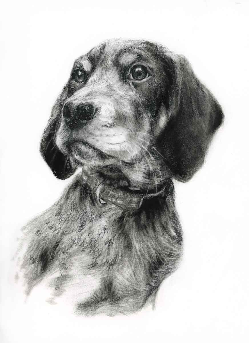 FINNEGAN CHARCOAL by Sarah Jaynes  Image: FINNEGAN CHARCOAL
Charcoal on paper
9x12
Sarah Jaynes
2024