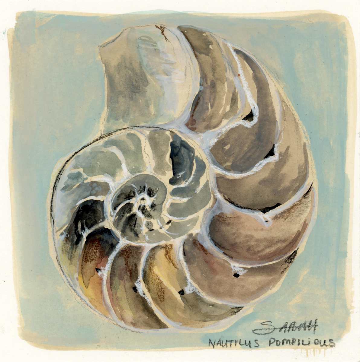 Nautilus Pompilious by Sarah Jaynes, Image 1.