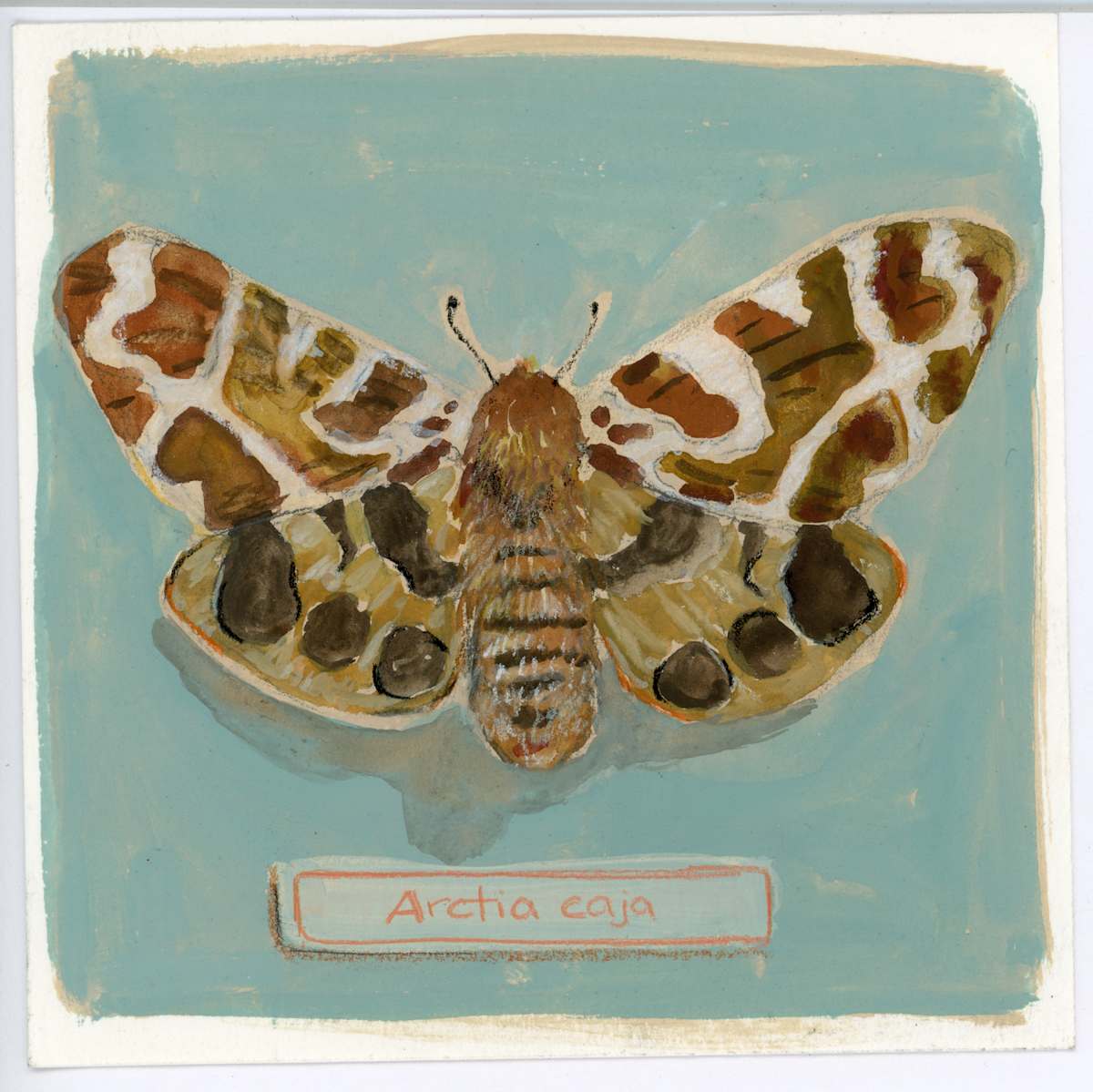 Arctia Caja by Sarah Jaynes  Image: Arctia Caja
Gouache and pencil crayon on paper
5x5 inches
Sarah Jaynes
2025
