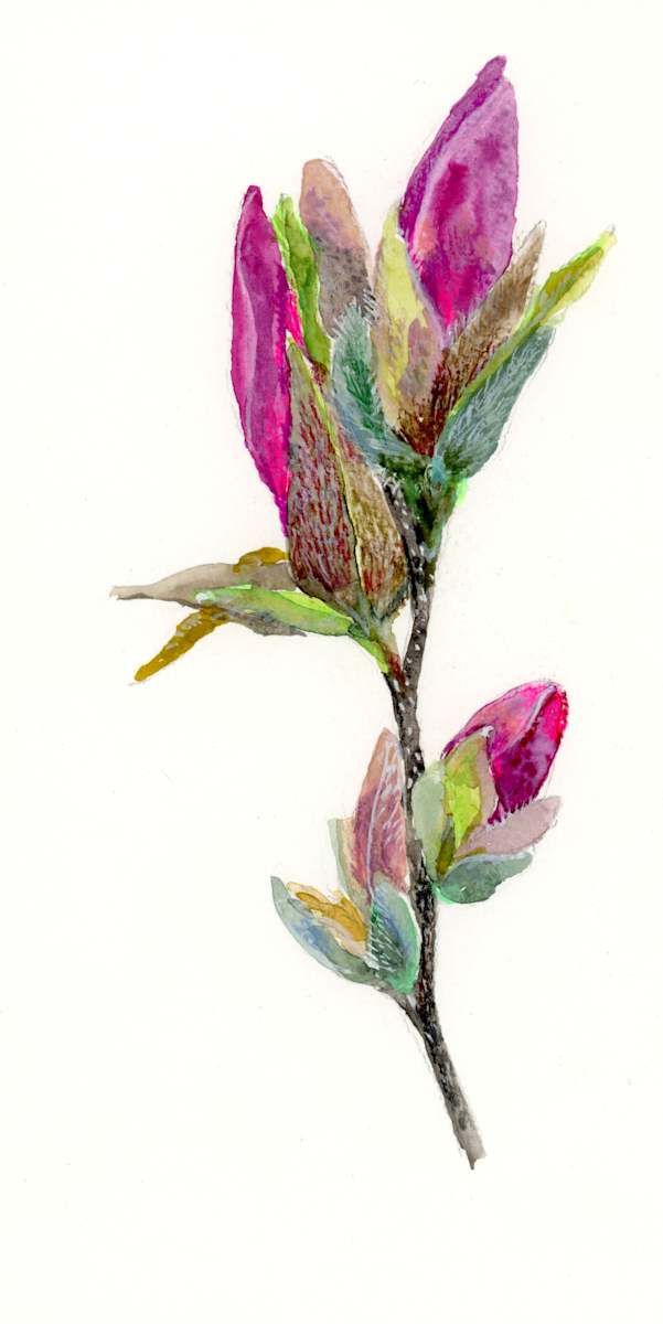 Magnolia Bud Sketch 2 by Sarah Jaynes, Image 1.