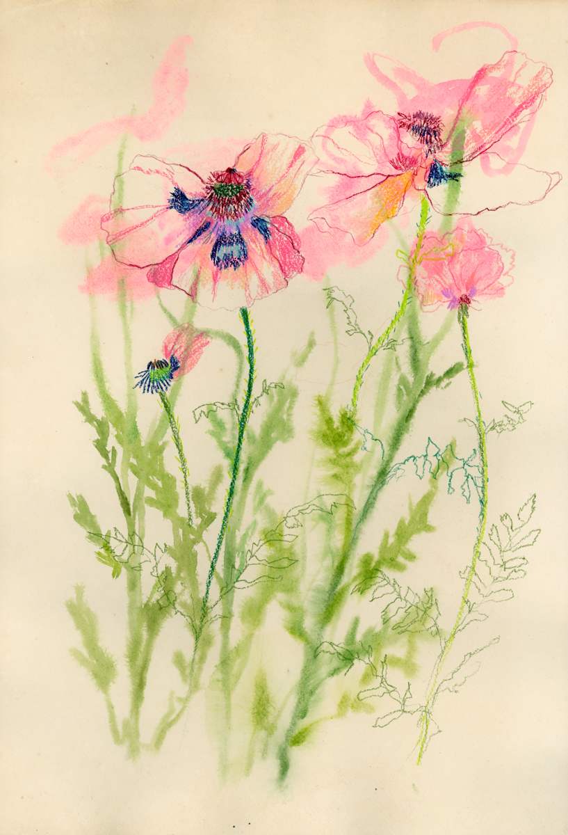 Perth Street Poppies by Sarah Jaynes  Image: Perth Street Poppies
Gouache and pencil crayon on watercolour paper
15.5x23
Sarah Jaynes