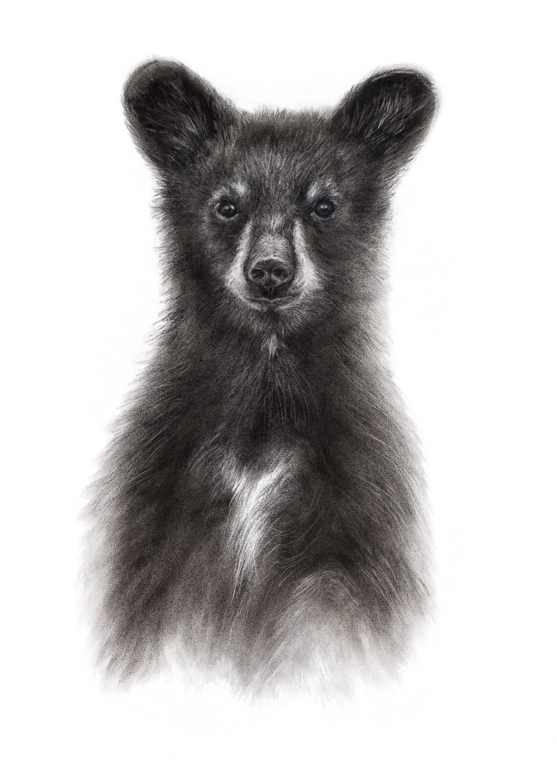 BEAR CUB by Sarah Jaynes  Image: BEAR CUB
Sarah Jaynes 
2017
Charcoal 
22x30 in