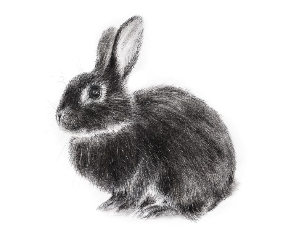 BLACK BUNNY by Sarah Jaynes  Image: BLACK BUNNY
Sarah Jaynes
2018
Charcoal
22x30 in
