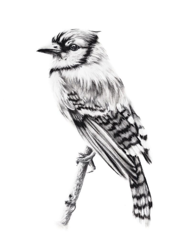 BLUE JAY by Sarah Jaynes  Image: BLUE JAY
Sarah Jaynes
2015
Charcoal
22x30 in