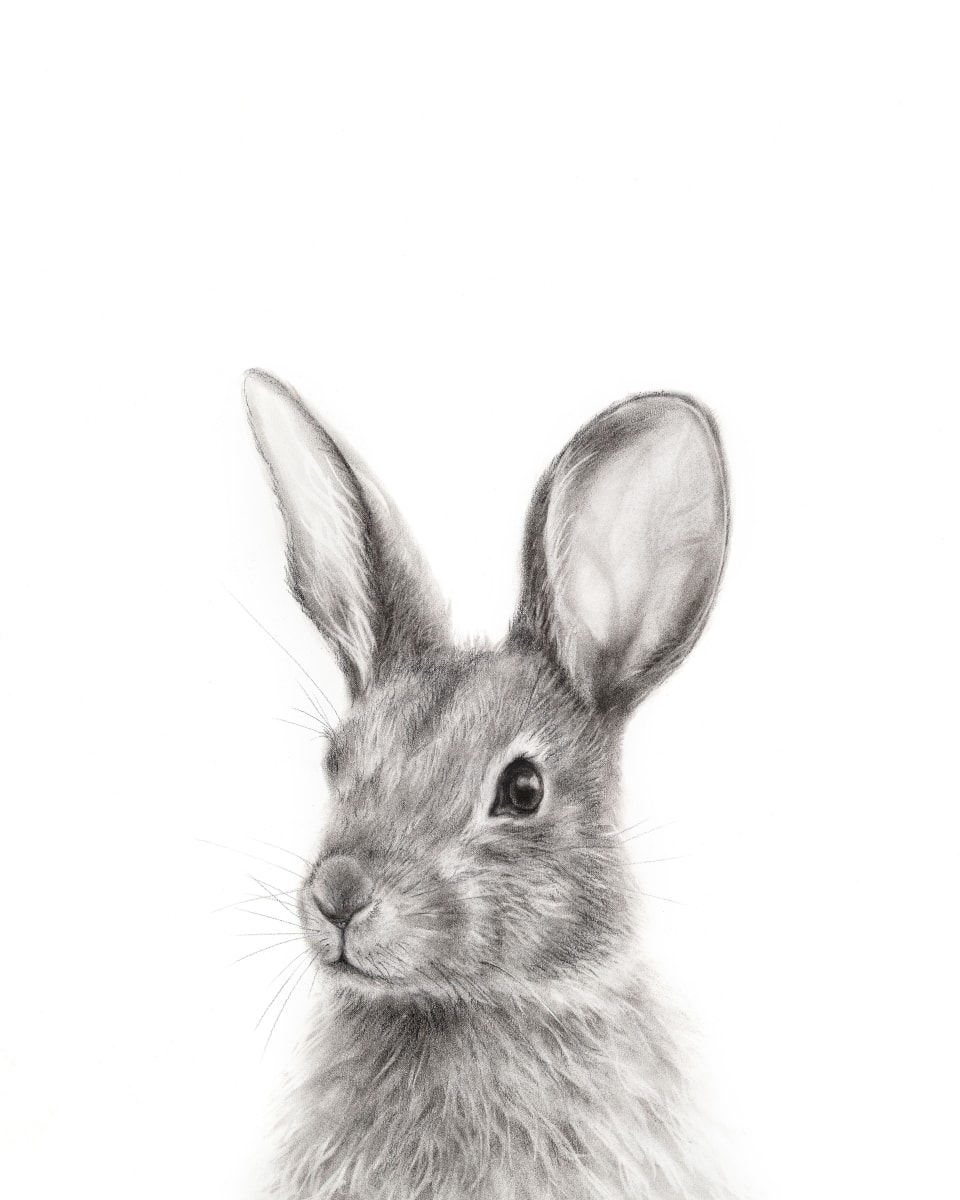 COTTONTAIL by Sarah Jaynes  Image: COTTONTAIL
Sarah Jaynes
2017