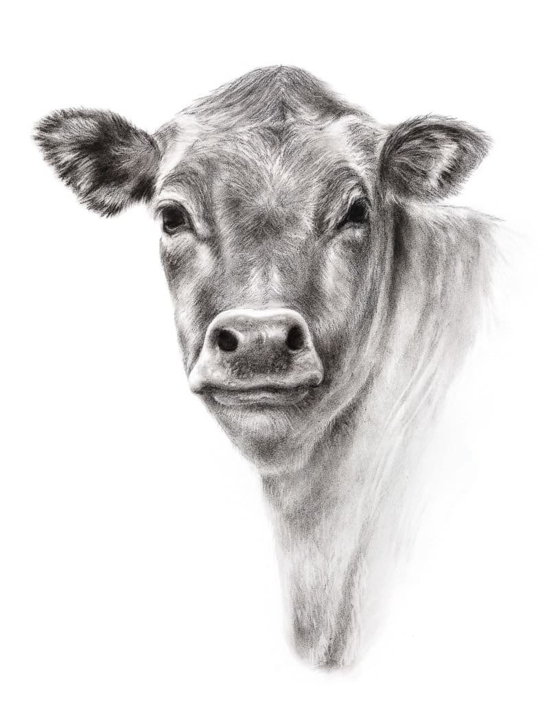 COW by Sarah Jaynes, Image 2.