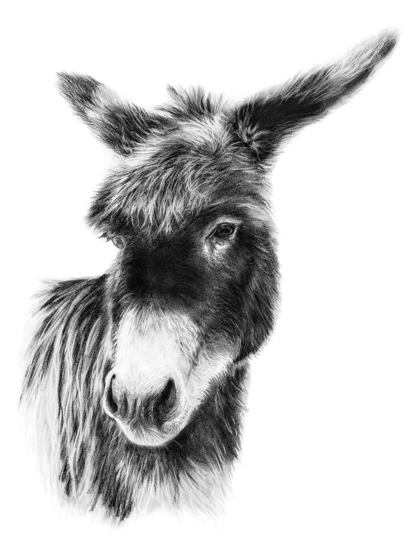 DIXIE THE DONKEY by Sarah Jaynes  Image: DIXIE THE DONKEY
Sarah Jaynes
2016
Charcoal
22x30 in