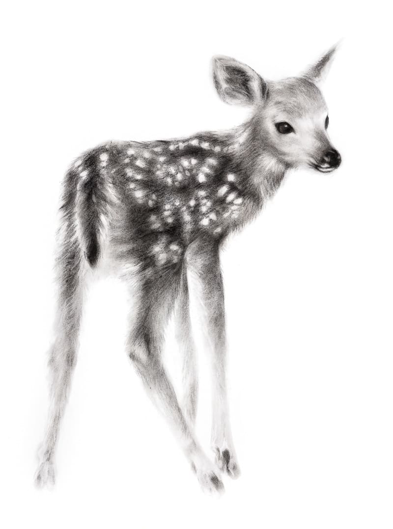 FAWN by Sarah Jaynes, Image 1.