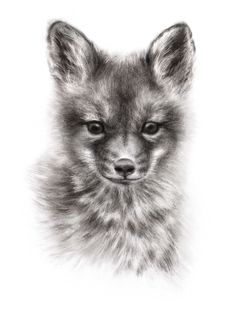 FOX CUB by Sarah Jaynes  Image: FOX KIT
Sarah Jaynes
2017
Charcoal
22x30 in