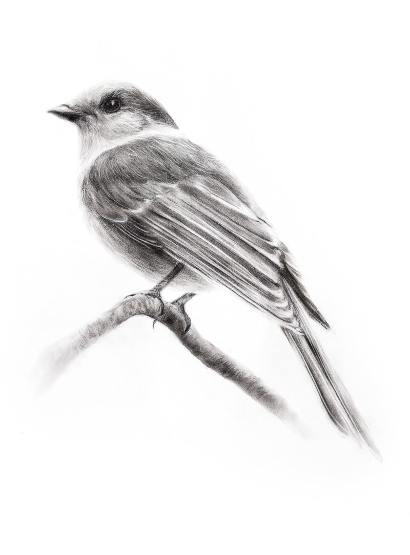 GREY JAY by Sarah Jaynes, Image 2.