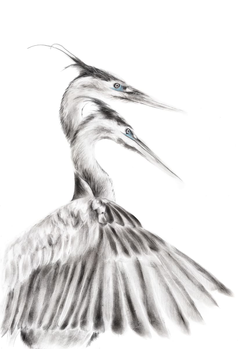 HERONS by Sarah Jaynes  Image: HERONS
Sarah Jaynes
2017
Charcoal
22x30 in
