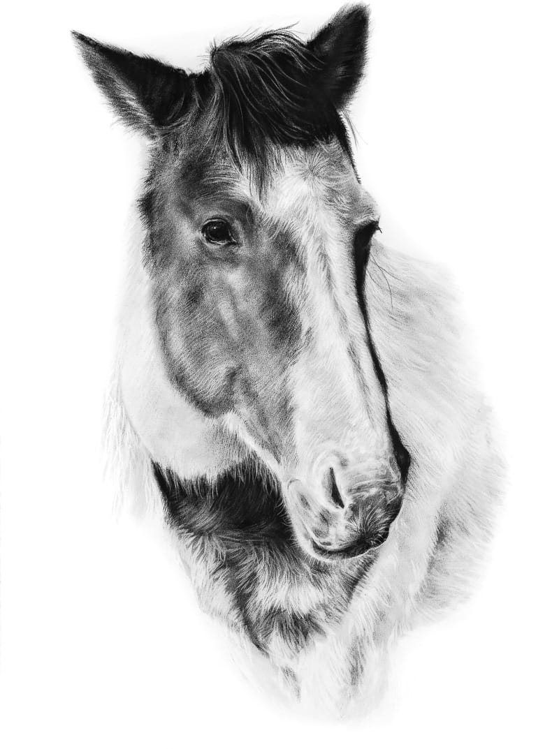 HORSE by Sarah Jaynes  Image: HORSE
Sarah Jaynes
2016
Charcoal
22x30 in