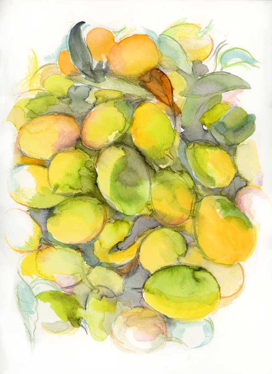 Kumquats by Sarah Jaynes  Image: Kumquats
Watercolour on Canson Paper
9x12 inches
Sarah Jaynes
2022