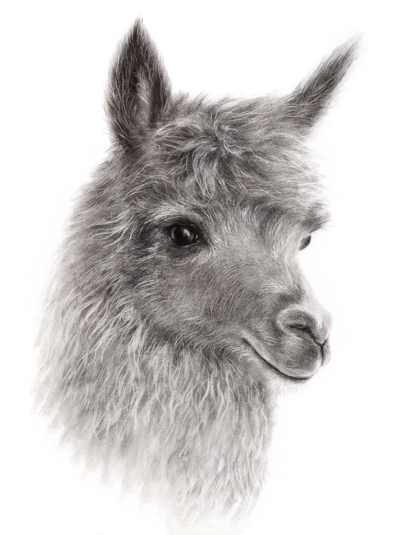 ALPACA by Sarah Jaynes  Image: ALPACA
Sarah Jaynes
2016
Charcoal
22x30 in