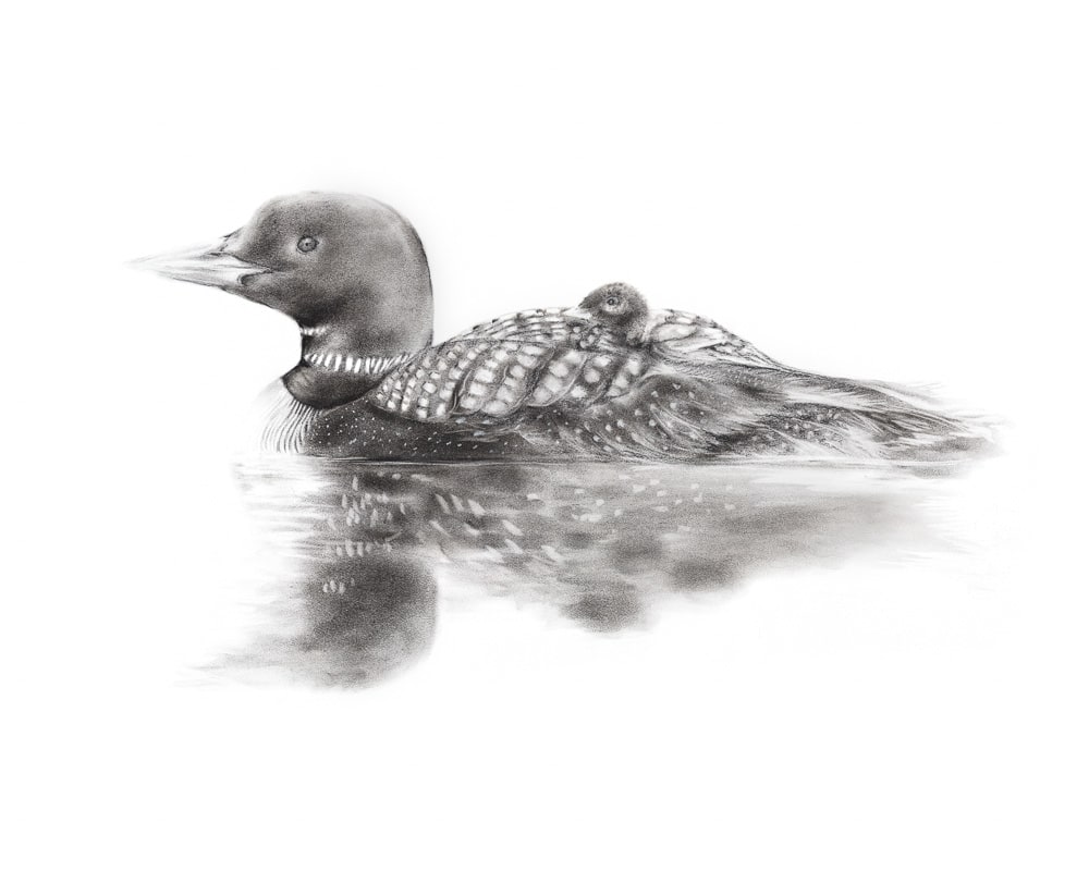 LOON AND CHICK by Sarah Jaynes, Image 1.